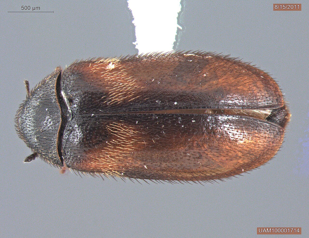 Vepsebolklanner (Reesa vespulae) tydelig synlig ovenfra. University of Alaska Museum / Wikimedia Commons, CC0