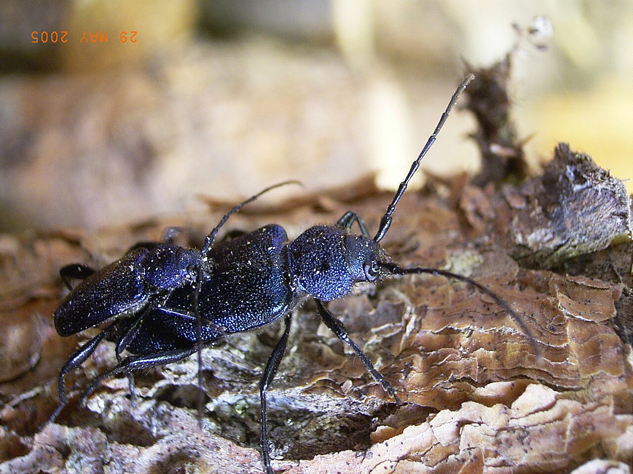 Blåbukk (Callidium violaceum) tydelig synlig. Bilde: Wikimedia Commons, public domain