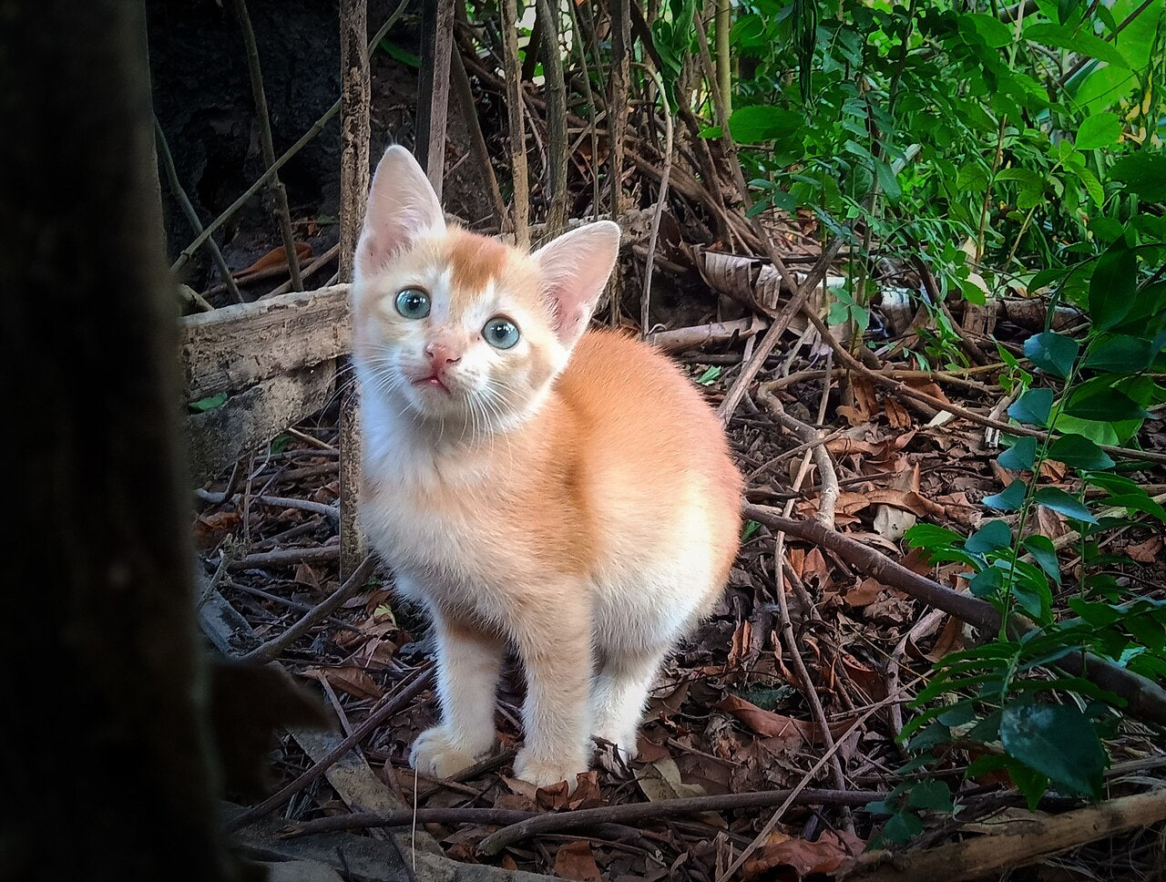 Katt utendørs – unikt redaksjonelt bilde til artikkel om katt i sandkassen