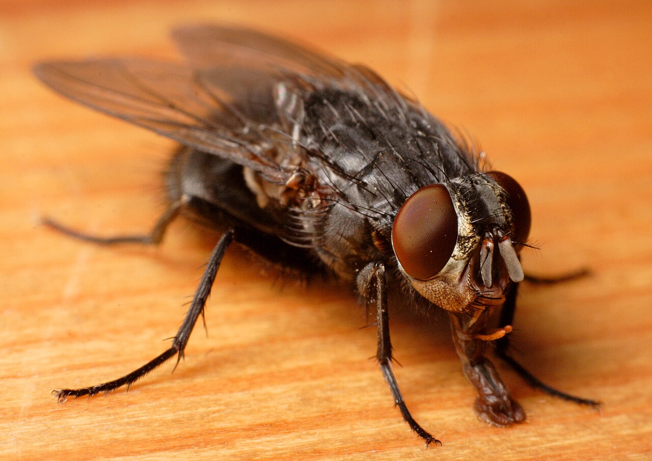 Blå spyflue (Calliphora vicina) tydelig synlig