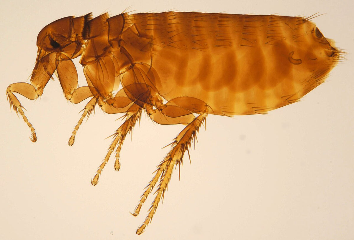 Fugleloppe (Ceratophyllus gallinae), hunn tydelig synlig