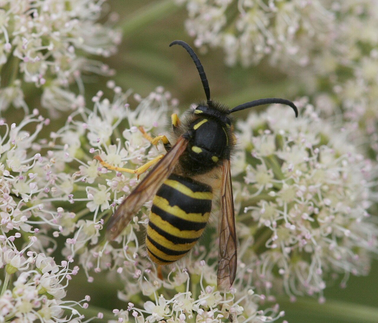 Skogveps (Dolichovespula sylvestris) tydelig synlig