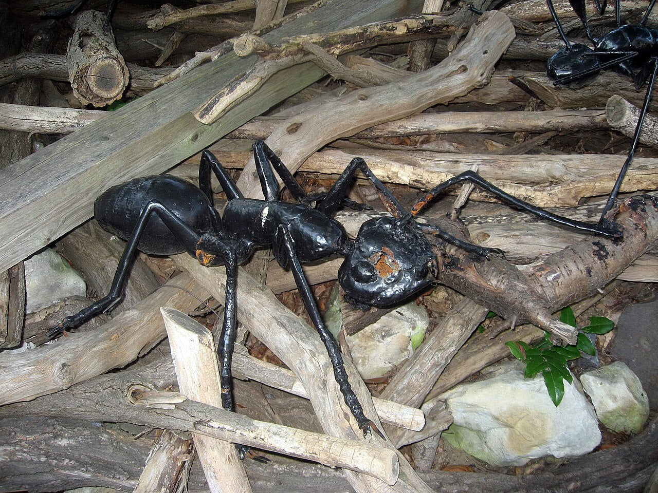 Rød skogmaur (Formica rufa) tydelig synlig