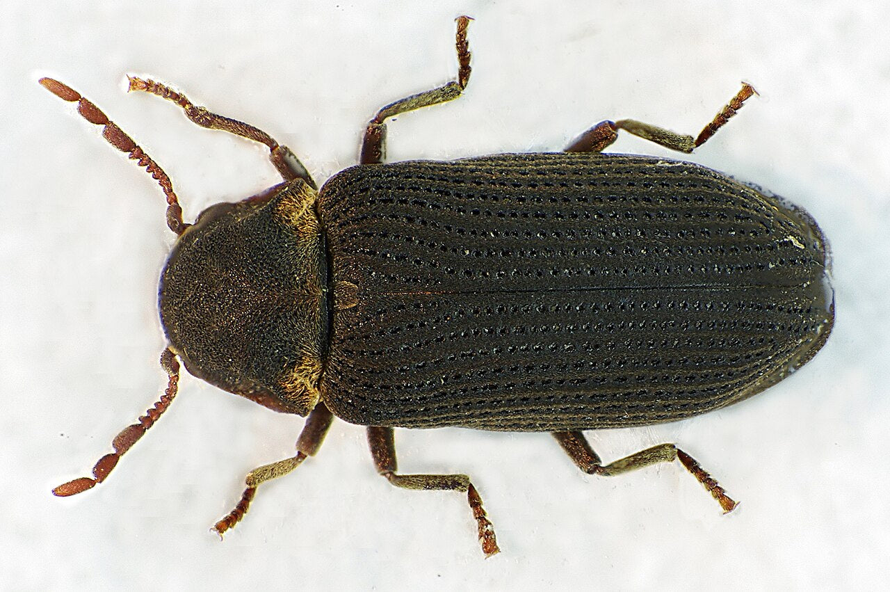 Råteborebille (Hadrobregmus pertinax) tydelig synlig