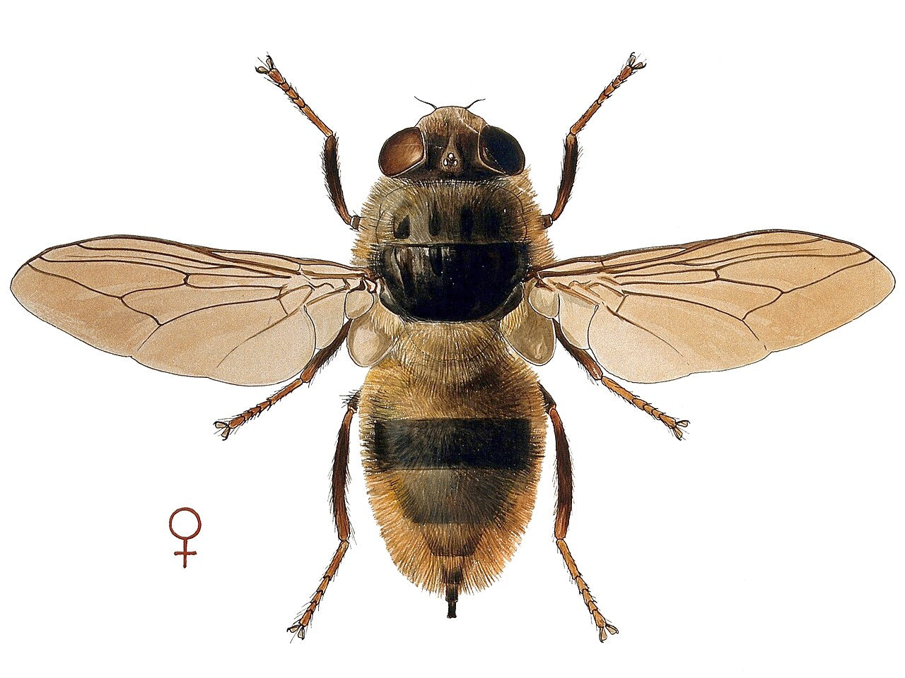 Stor kubrems (Hypoderma bovis), representativ brems, tydelig synlig