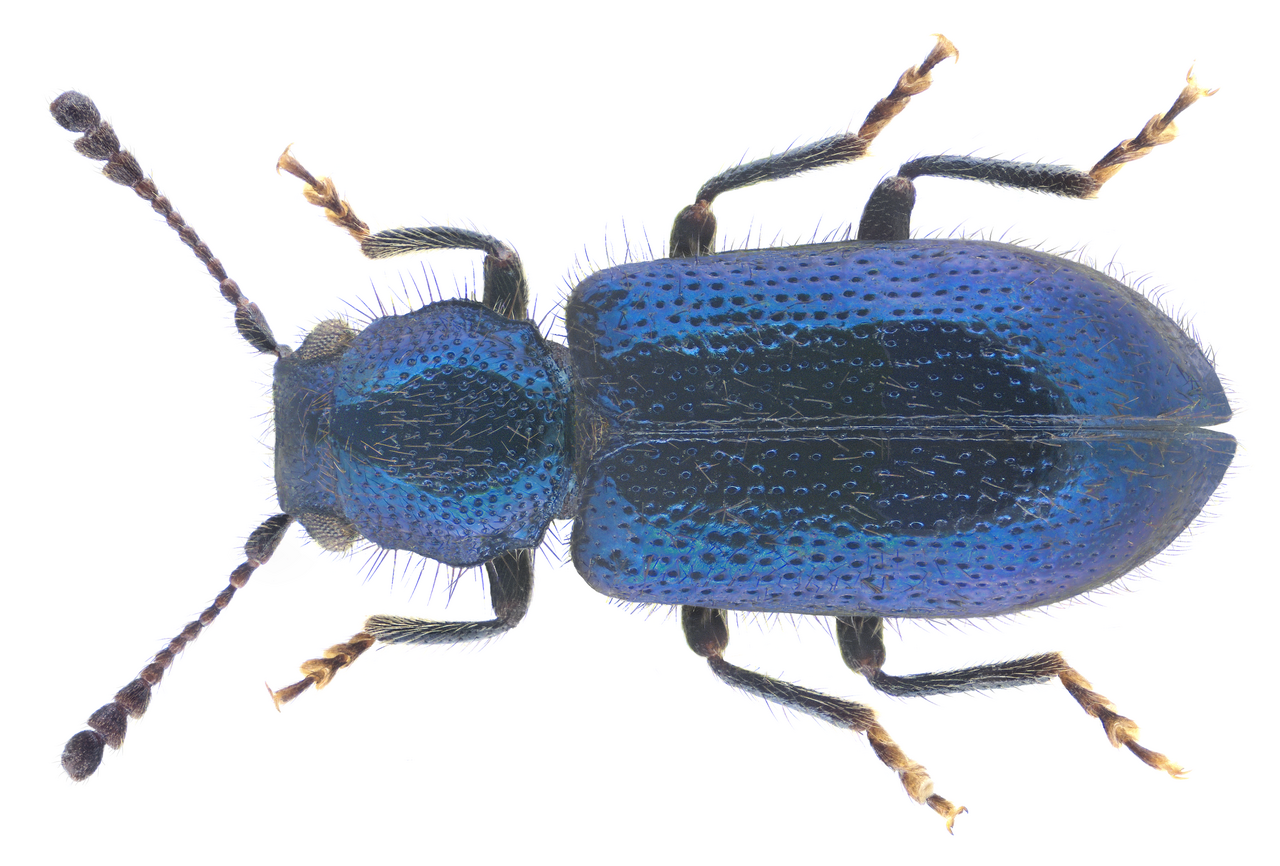 Blågrønn skinkebille (Korynetes caeruleus) tydelig synlig