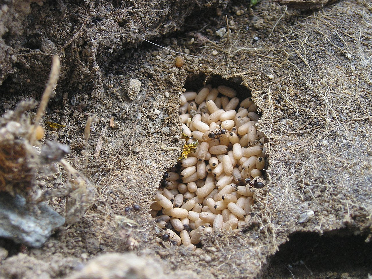 Svart jordmaur (Lasius niger), ofte kalt sukkermaur, tydelig synlig
