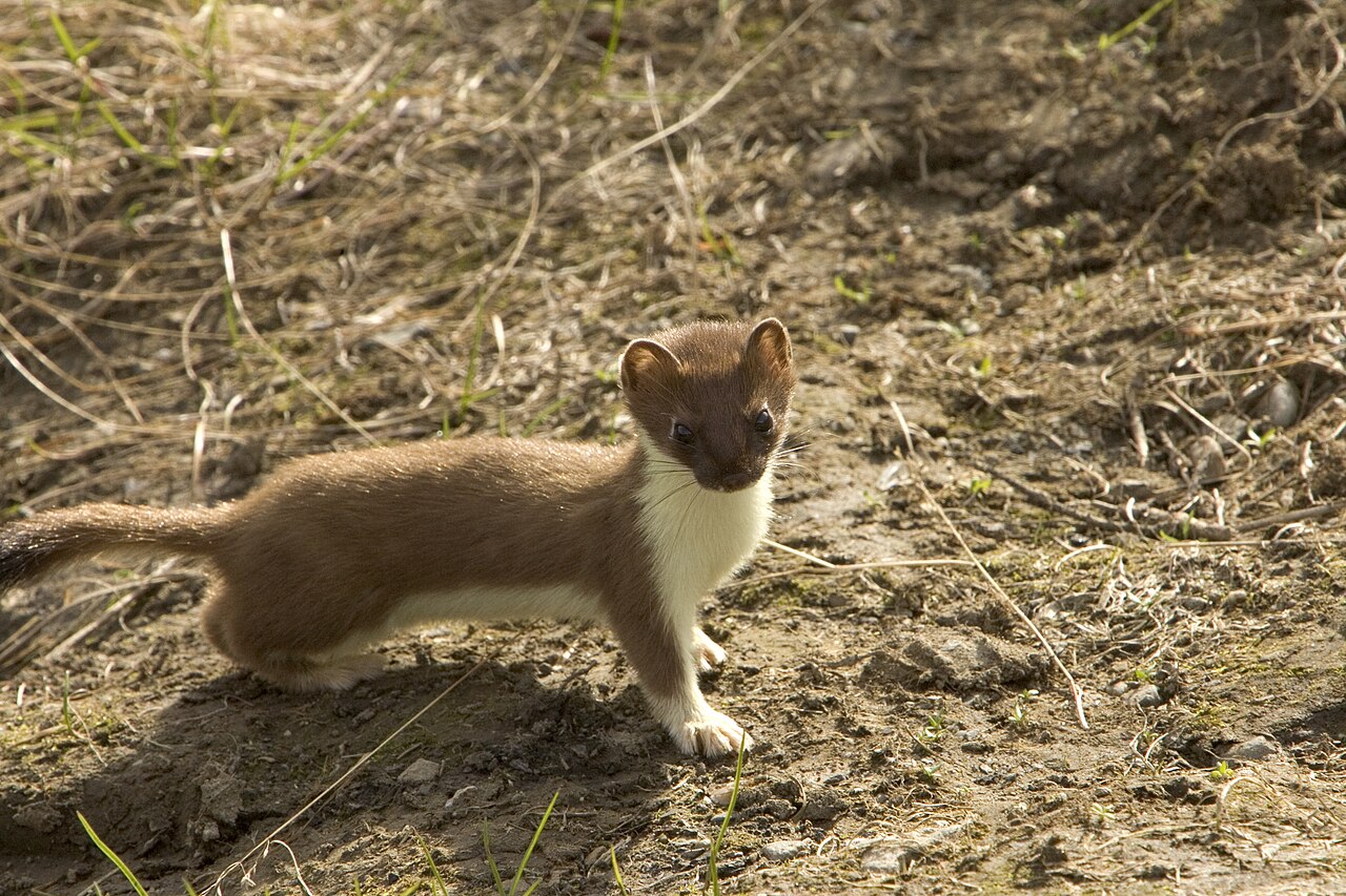 Røyskatt (Mustela erminea) tydelig synlig