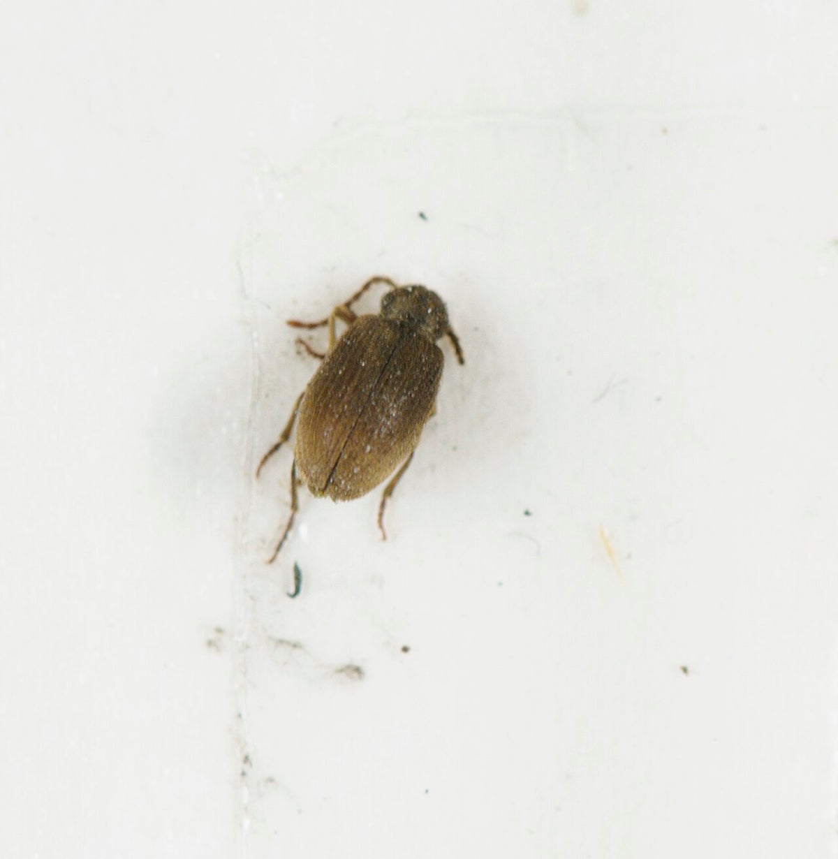 Australsk tyvbille (Ptinus tectus) tydelig synlig. Foto: York Museums Trust / Wikimedia Commons, CC BY-SA 4.0