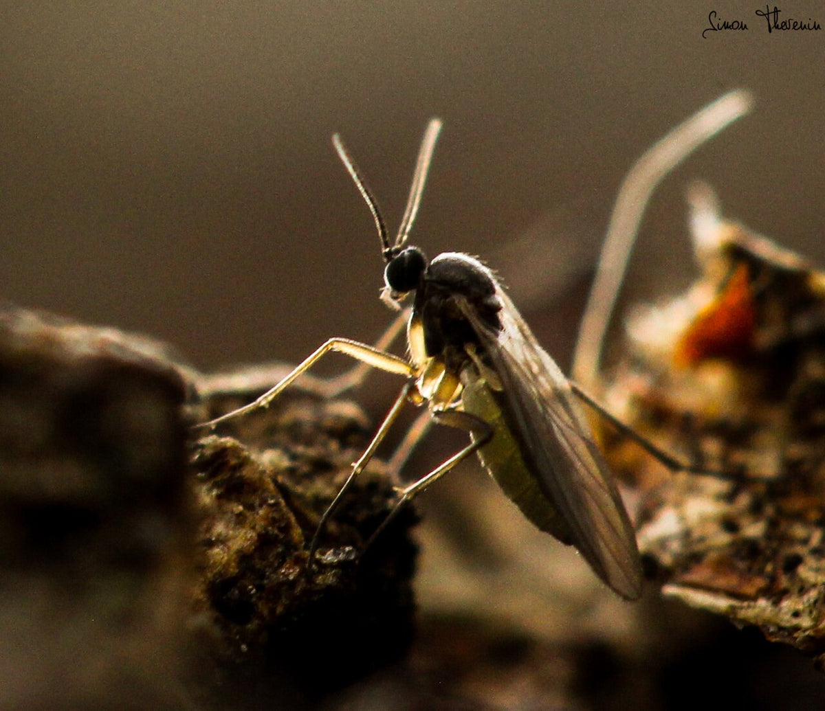 Sørgemygg (familien Sciaridae) tydelig synlig