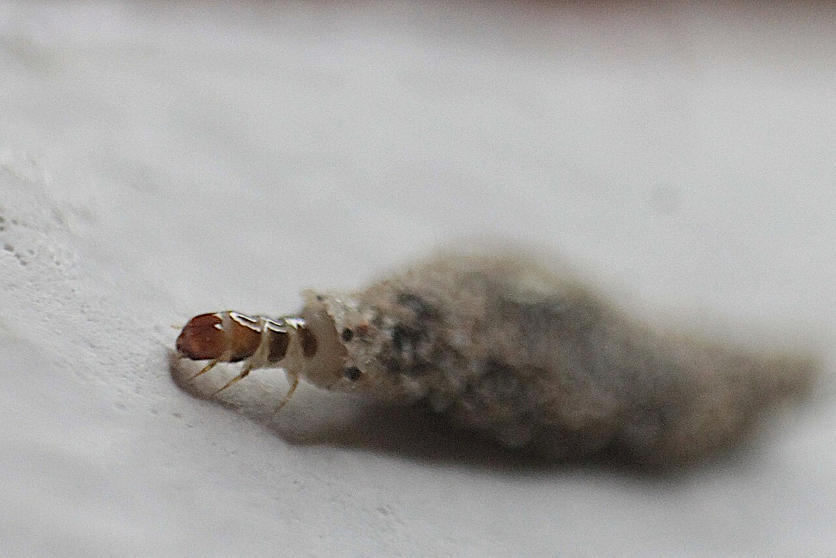 Pelsmøll (Tinea pellionella) tydelig synlig