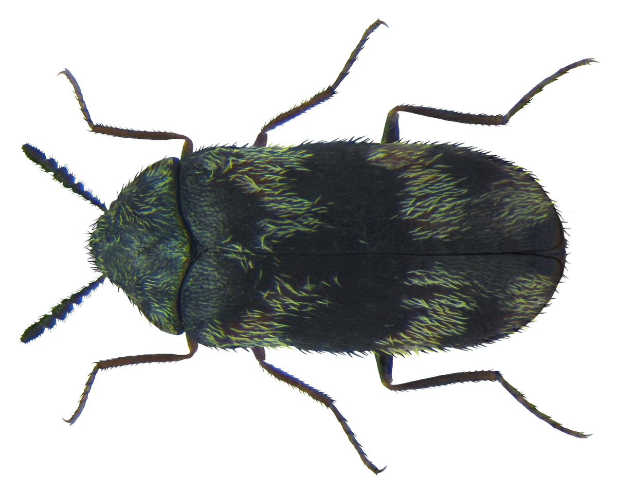 Sebraklanner (Trogoderma angustum) tydelig synlig