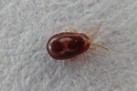 Rød hønsemidd (Dermanyssus gallinae) tydelig synlig