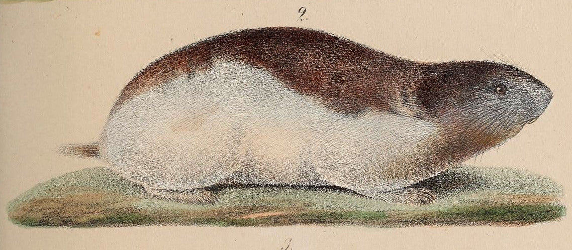 Halsbåndlemen (Dicrostonyx torquatus) tydelig synlig