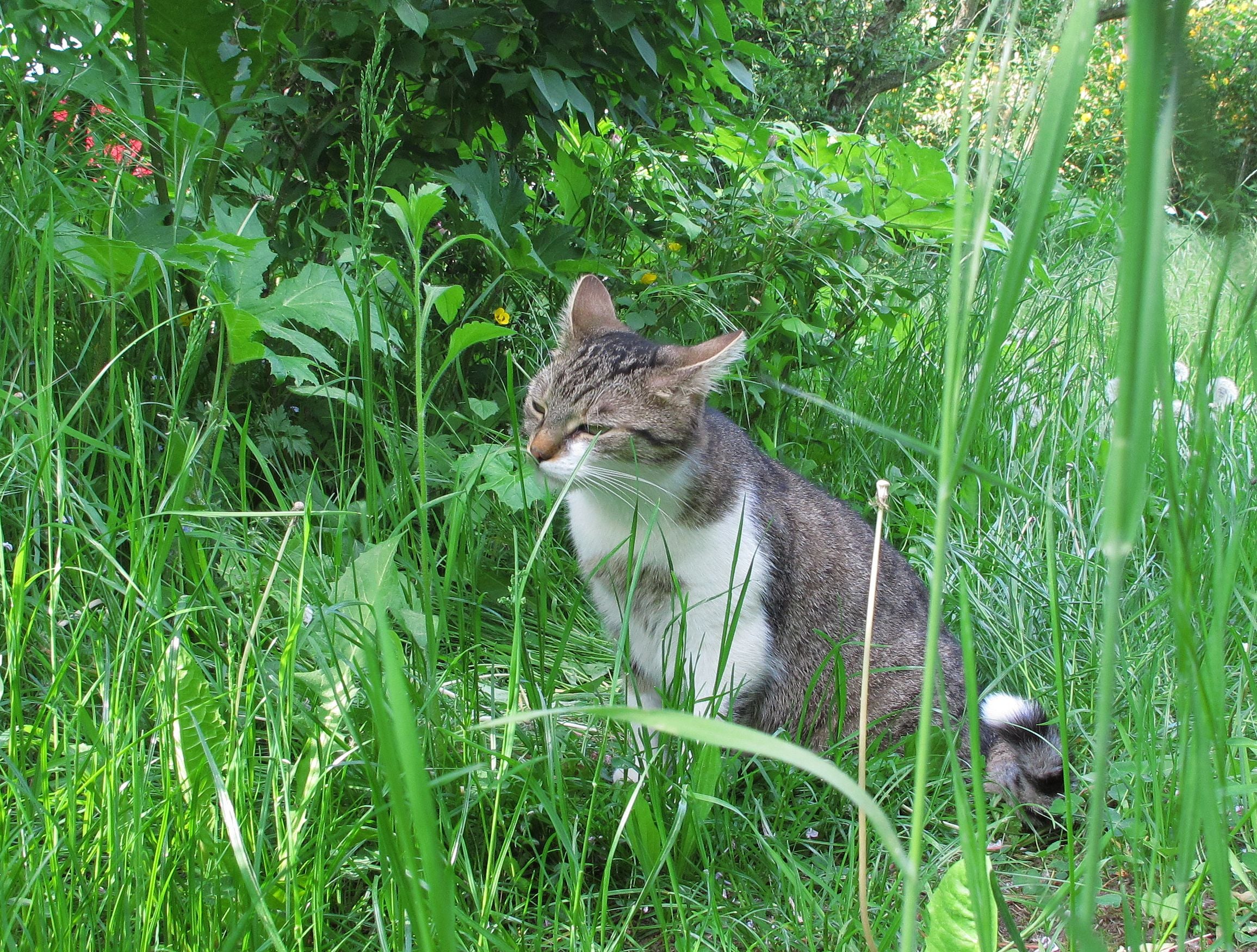 Katt i hage – unikt redaksjonelt bilde til artikkel om katt på uteplassen