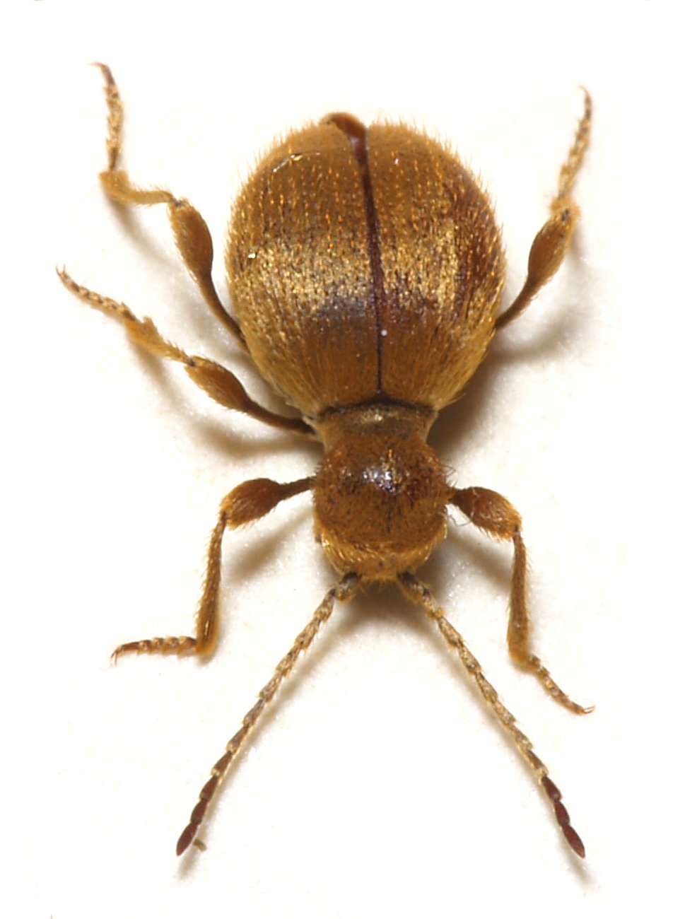 Messingbille (Niptus hololeucus) tydelig synlig