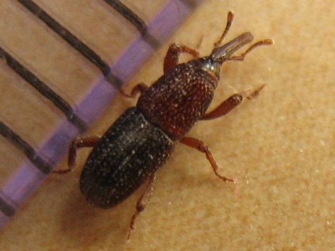 Rissnutebille (Sitophilus oryzae), representativ for mais- og rissnutebille, tydelig synlig