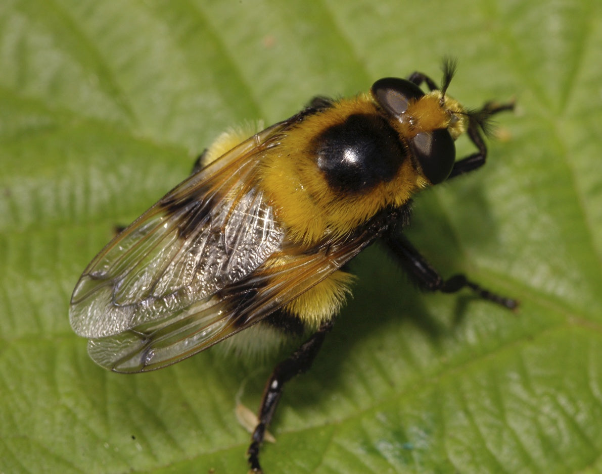 Humlebolflue (Volucella bombylans), en av artene i artikkelen om humle- og vepsebolflue, tydelig synlig