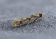 Brunhodet reirmøll eller hønsehusmøll (Niditinea fuscella) tydelig synlig. Foto: Patrick Clement / Wikimedia Commons, CC BY 2.0