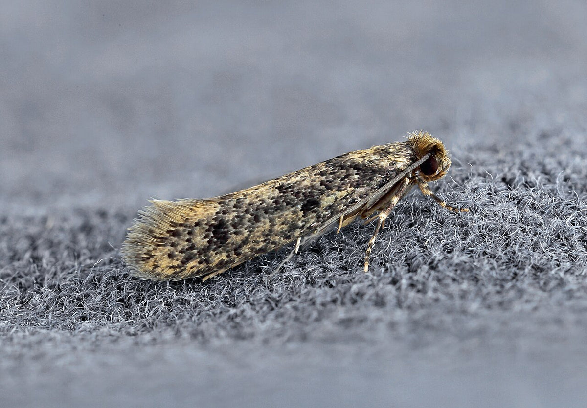 Brunhodet reirmøll eller hønsehusmøll (Niditinea fuscella) tydelig synlig. Foto: Patrick Clement / Wikimedia Commons, CC BY 2.0
