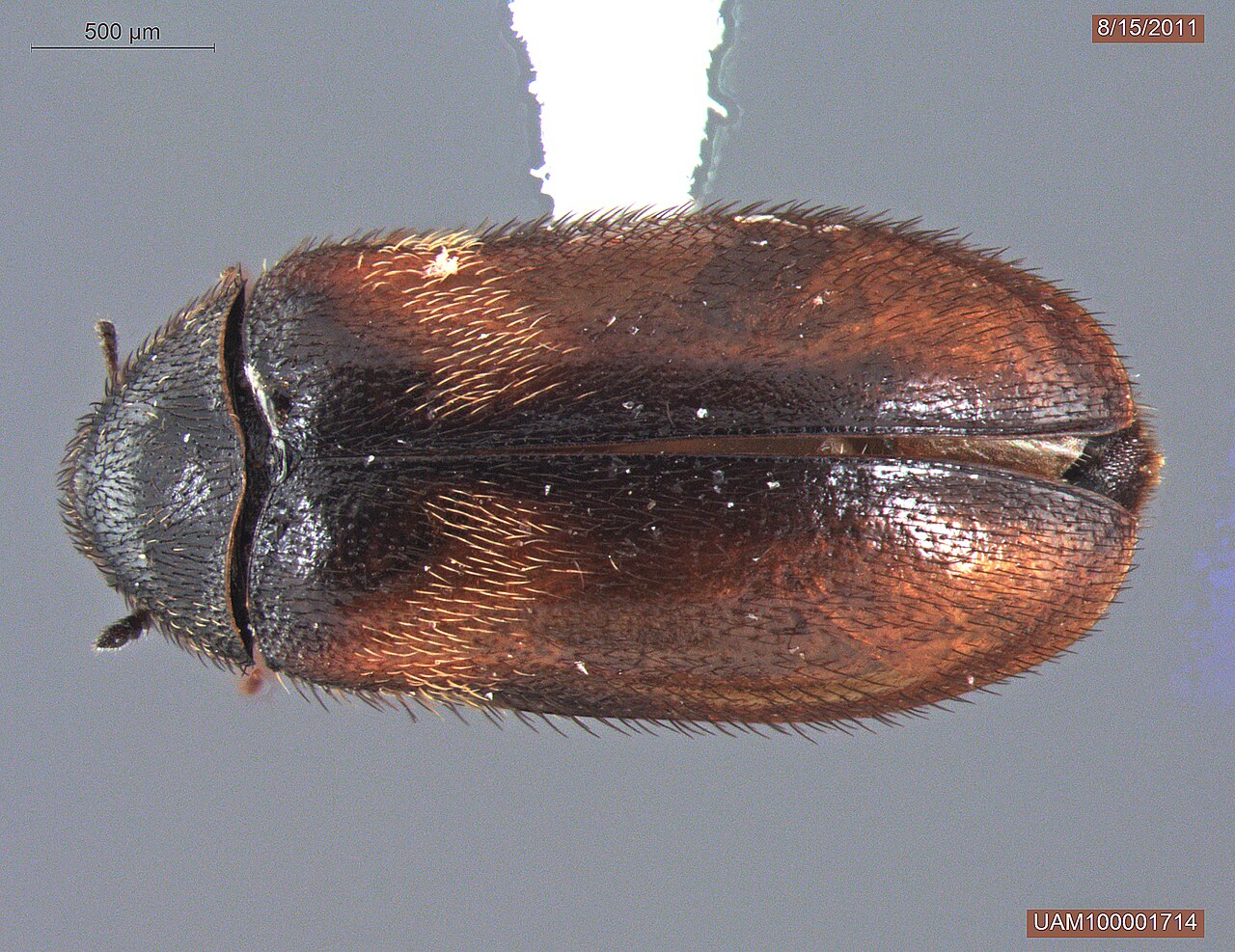 Vepsebolklanner (Reesa vespulae) tydelig synlig ovenfra. University of Alaska Museum / Wikimedia Commons, CC0