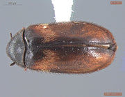 Vepsebolklanner (Reesa vespulae) tydelig synlig ovenfra. University of Alaska Museum / Wikimedia Commons, CC0