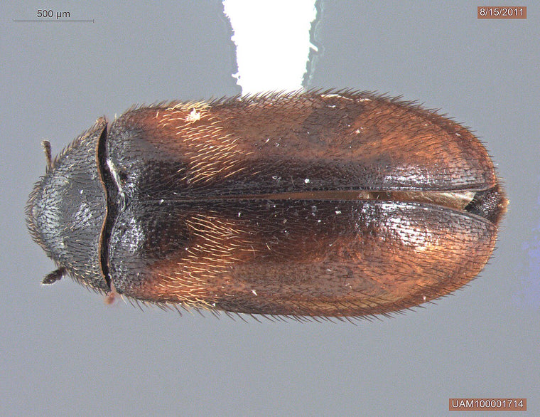 Vepsebolklanner (Reesa vespulae) tydelig synlig ovenfra. University of Alaska Museum / Wikimedia Commons, CC0