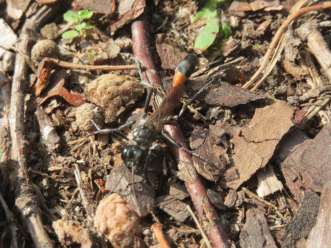 Nattflylarvegraver (Ammophila sabulosa), en graveveps, tydelig synlig. Foto: AnRo0002 / Wikimedia Commons, CC0