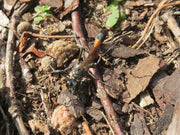 Nattflylarvegraver (Ammophila sabulosa), en graveveps, tydelig synlig. Foto: AnRo0002 / Wikimedia Commons, CC0