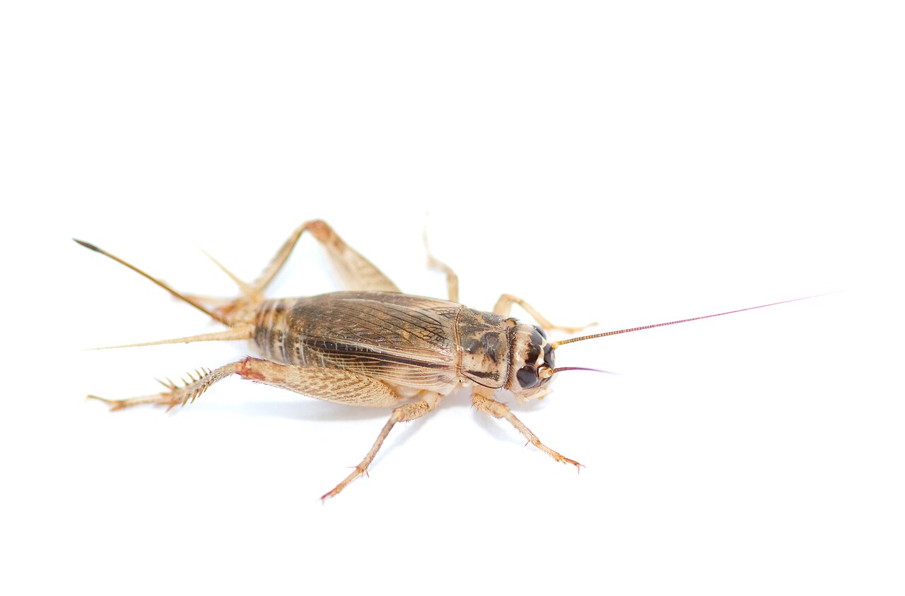 Hussiriss (Acheta domesticus) tydelig synlig