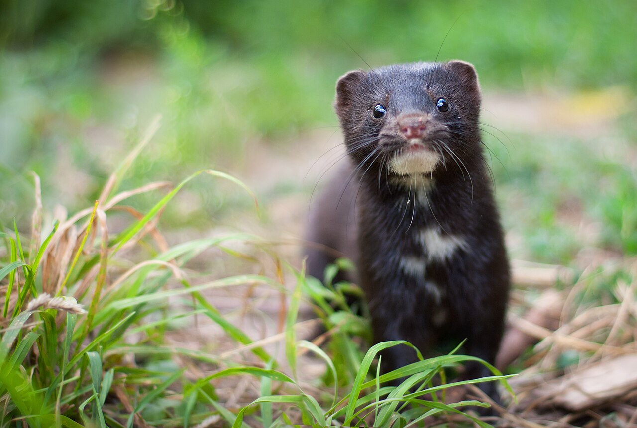 Amerikansk mink – unikt redaksjonelt bilde til artikkel om mink ved hønsehus