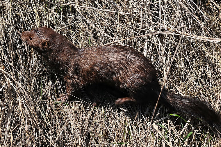 Amerikansk mink – unikt redaksjonelt bilde til artikkel om tilbakevendende mink og mår