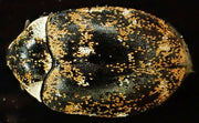 Museumsbille (Anthrenus museorum) tydelig synlig