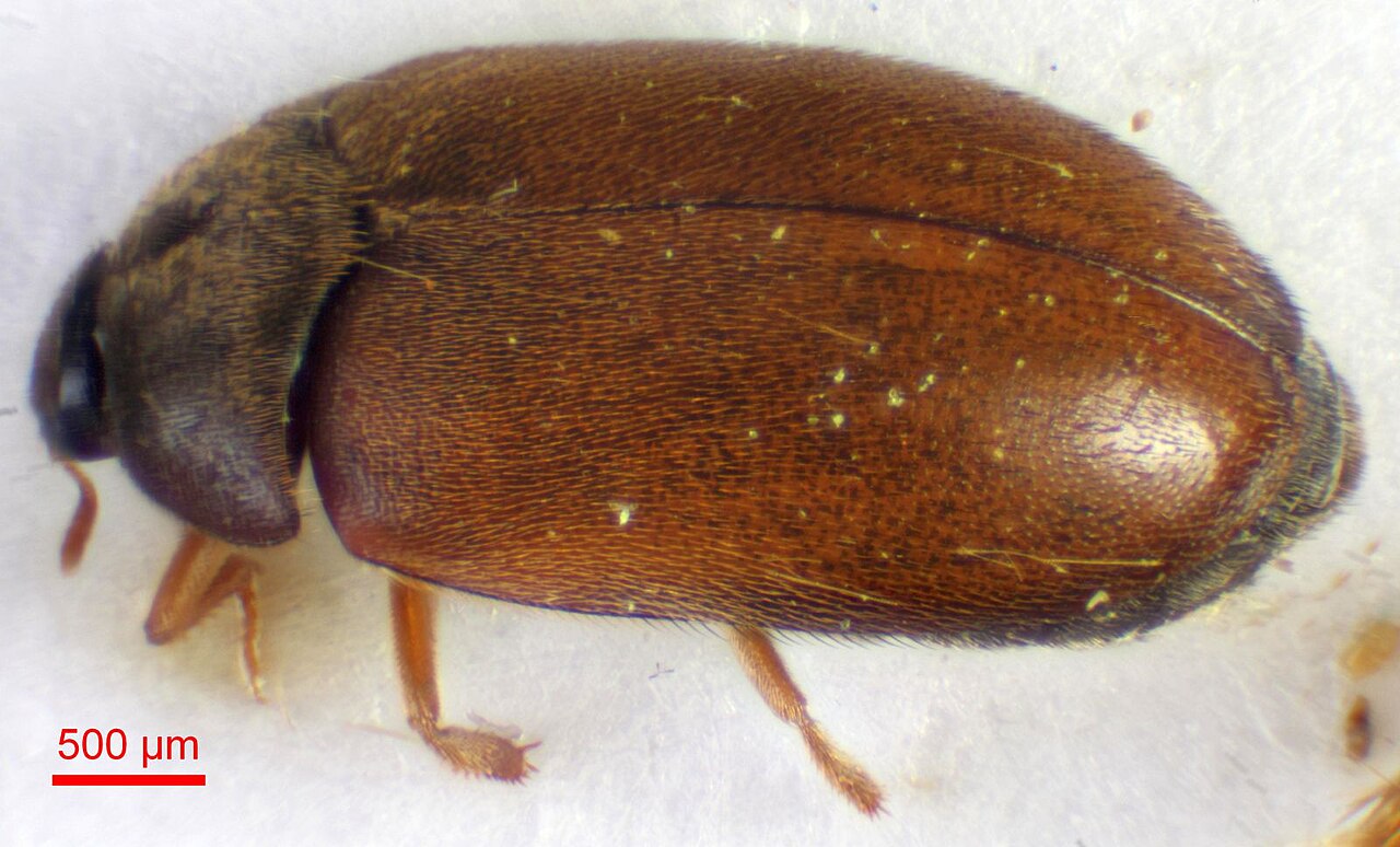 Brun pelsbille (Attagenus smirnovi) tydelig synlig