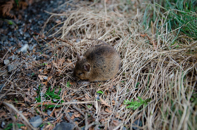 Brunrotte (Rattus norvegicus) som eksempel på et skadedyr som krever riktig kartlegging før valg av bekjempelse. Foto: Peulle / Wikimedia Commons, CC BY-SA 4.0