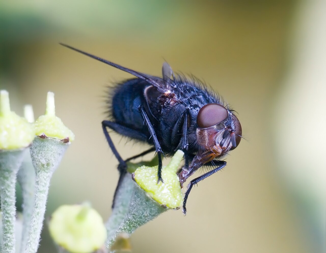 Spyflue (Calliphora vomitoria), representativ spyflueart, tydelig synlig