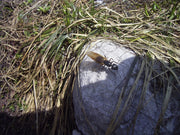 Stokkmaur (Camponotus herculeanus) tydelig synlig