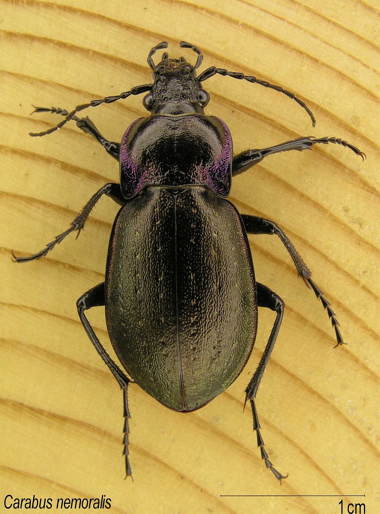 Løpebille (Carabus nemoralis), representativ art, tydelig synlig