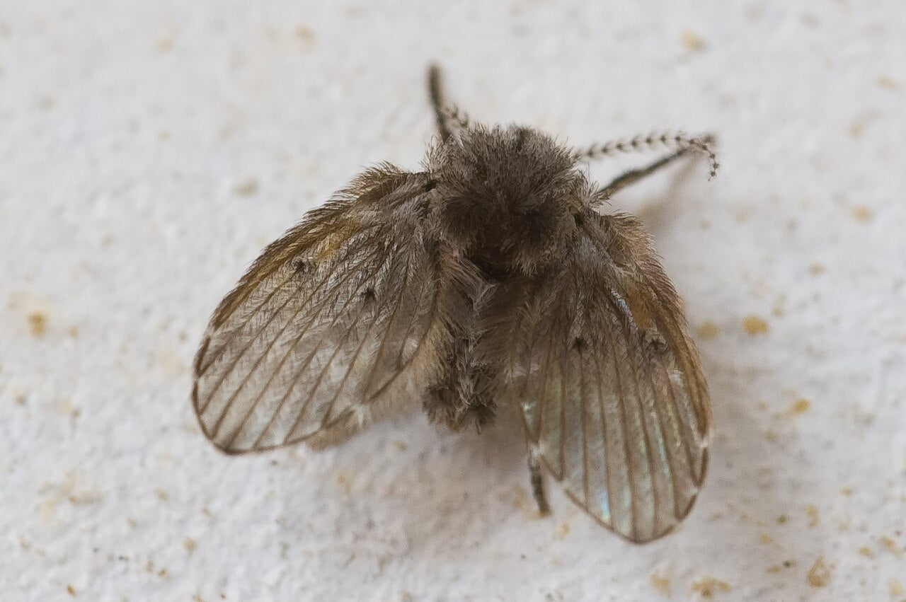 Sommerfuglmygg (Clogmia albipunctata), representativ art for avløpsfluer, tydelig synlig