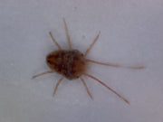 Kløverbrunmidd (Bryobia praetiosa) tydelig synlig i digitalt mikroskop