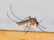 Stikkmygg (Culex pipiens), representativ myggart, tydelig synlig