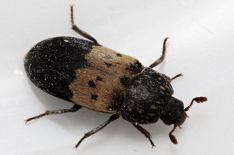 Fleskeklanner (Dermestes lardarius) tydelig synlig