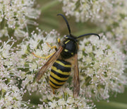 Skogveps (Dolichovespula sylvestris) tydelig synlig