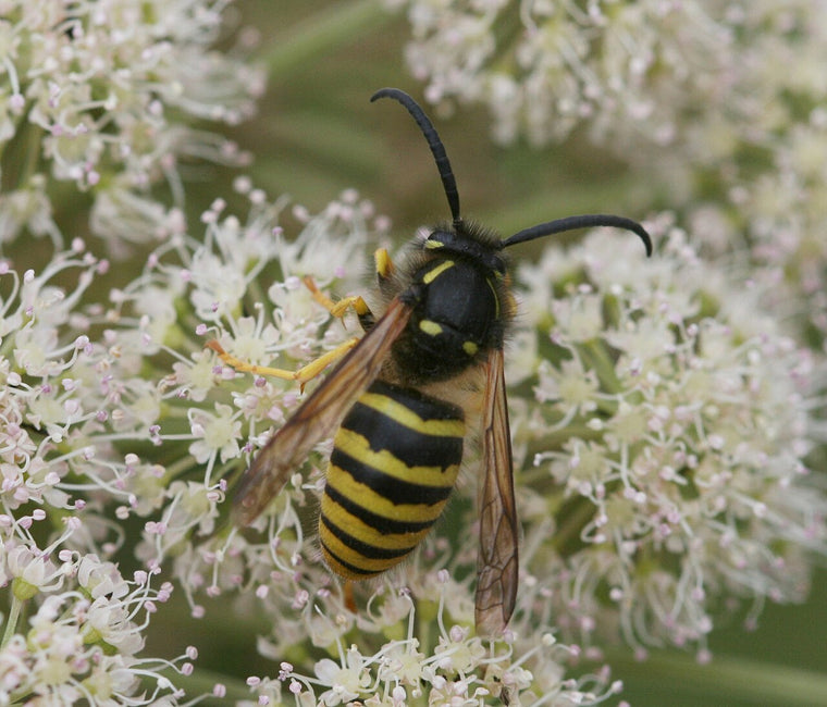 Skogveps (Dolichovespula sylvestris) tydelig synlig
