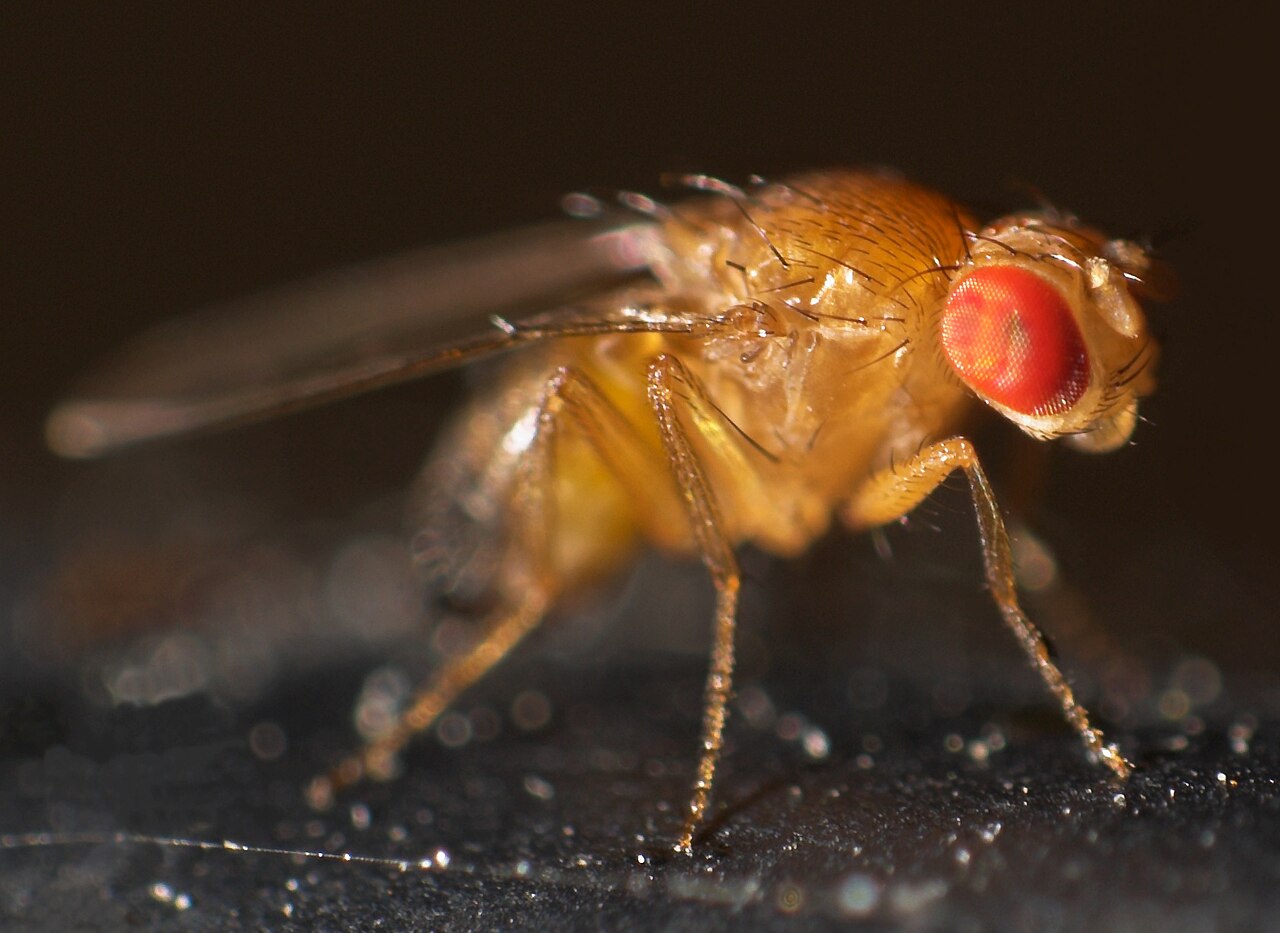Fruktflue (Drosophila melanogaster) tydelig synlig