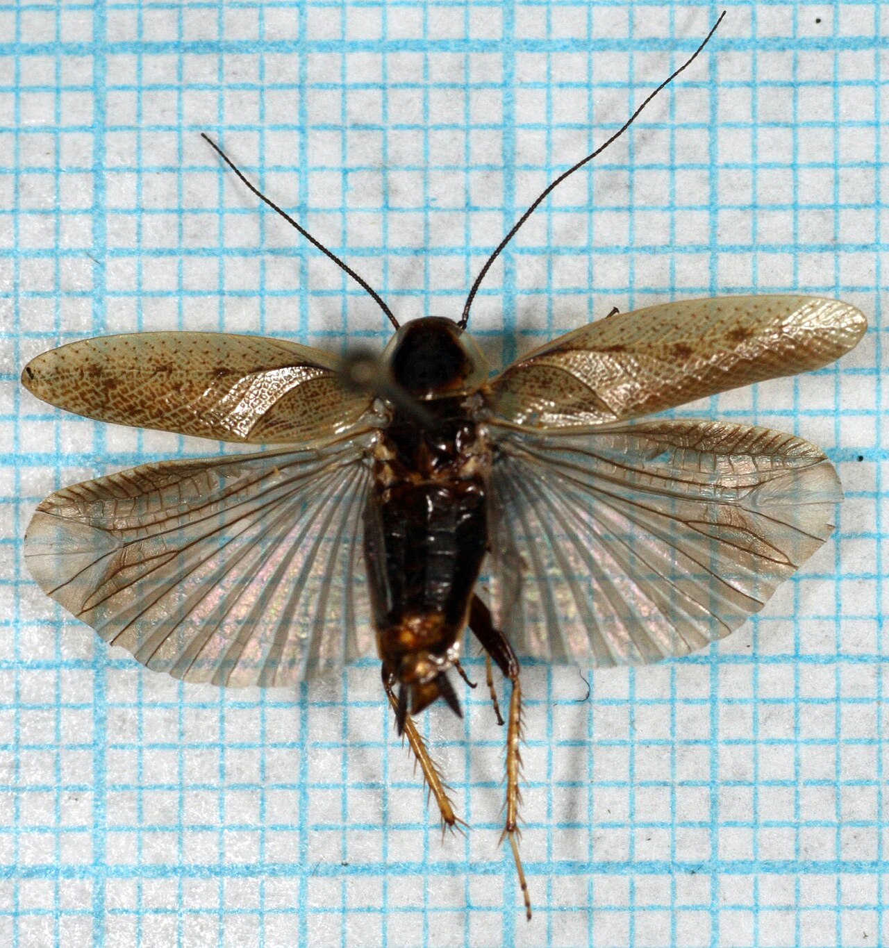 Markkakerlakk (Ectobius lapponicus), hann tydelig synlig