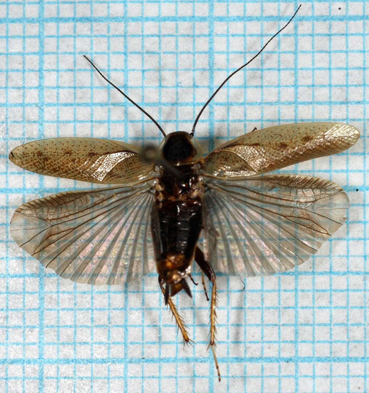 Markkakerlakk (Ectobius lapponicus), hann tydelig synlig