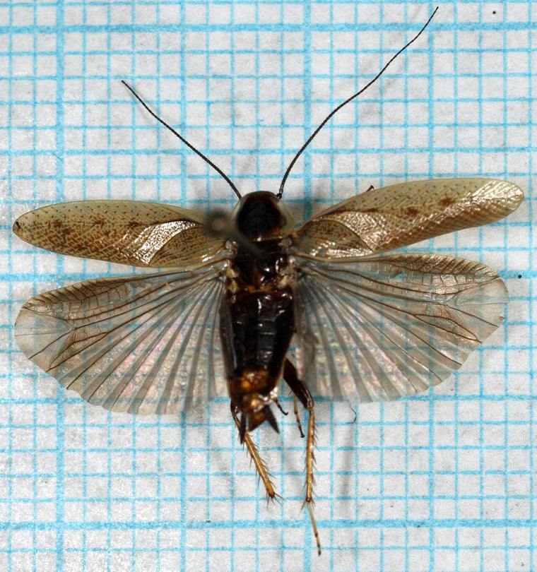 Markkakerlakk (Ectobius lapponicus), hann tydelig synlig