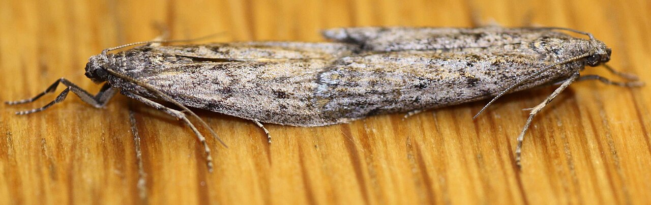 Melsmalmott (Ephestia kuehniella) tydelig synlig