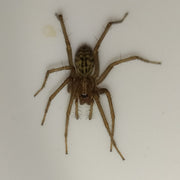 Stor husedderkopp (Eratigena atrica-komplekset) tydelig synlig